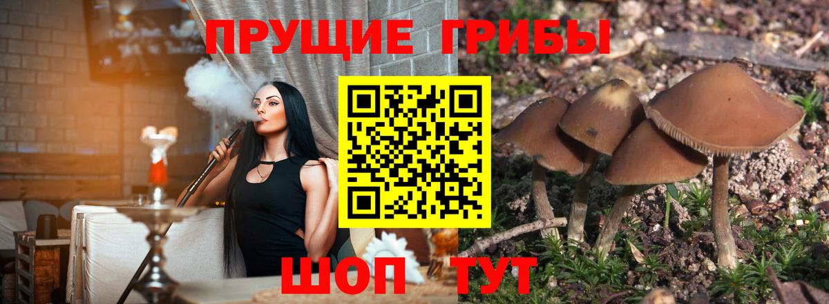 наркотики  Псилоцибиновые грибы Cubensis  Клинцы  Вход с VPN  Псилоцибиновые грибы ЛСД 